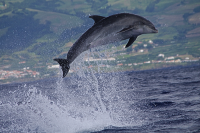Bottlenose Dolphin - Sao Miguel, Azores